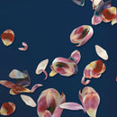 Aurore - Set De 2 Taies D'Oreiller Satin De Coton Aurore Rose