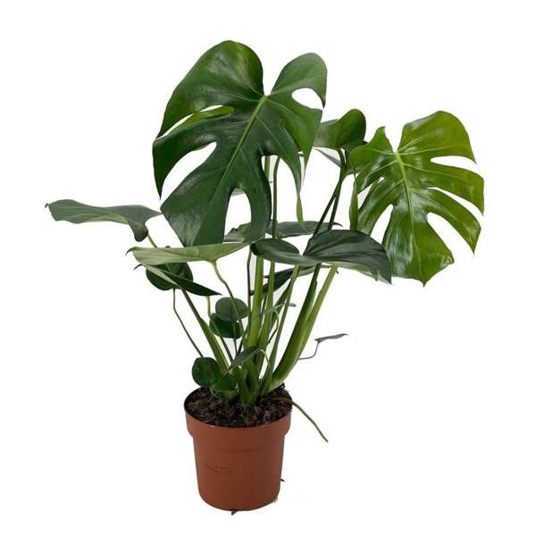 Monstera Deliciosa – Plantes D’Intérieur