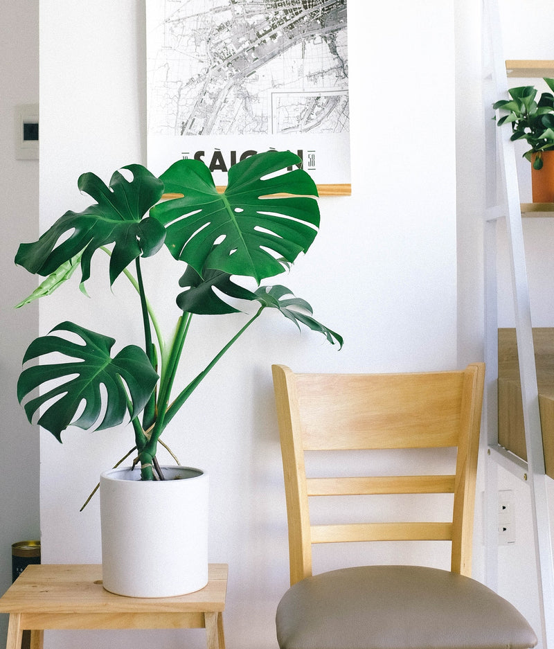 Monstera Deliciosa – Plantes D’Intérieur
