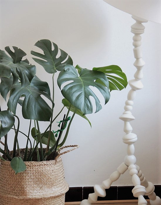 Monstera Deliciosa – Plantes D’Intérieur