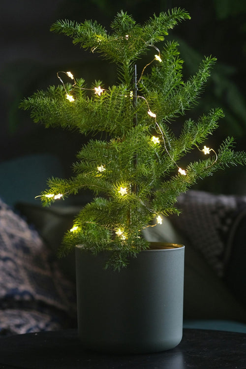 Araucaria ‘Pin De Norfolk’ Xl – Plantes D’Intérieur