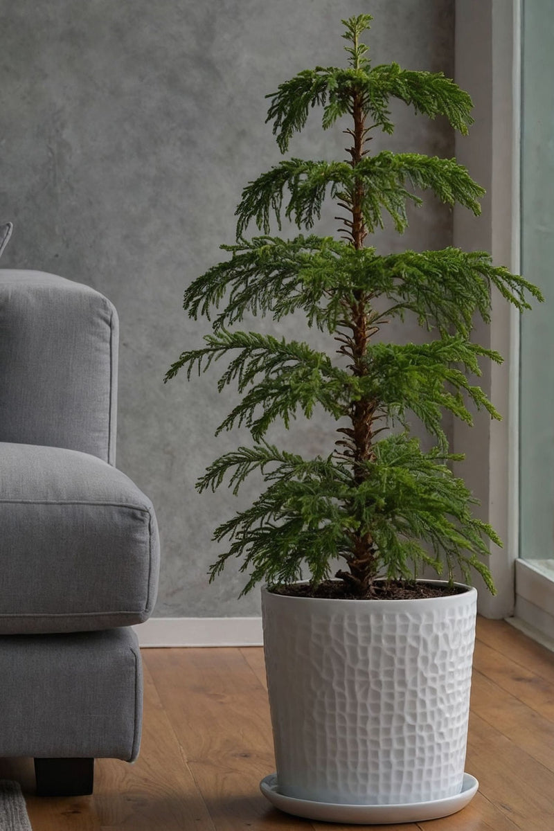 Araucaria ‘Pin De Norfolk’ Xl – Plantes D’Intérieur
