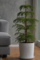 Araucaria ‘Pin De Norfolk’ En Panier – Plantes D’Intérieur