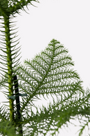 Araucaria ‘Pin De Norfolk’ En Panier – Plantes D’Intérieur