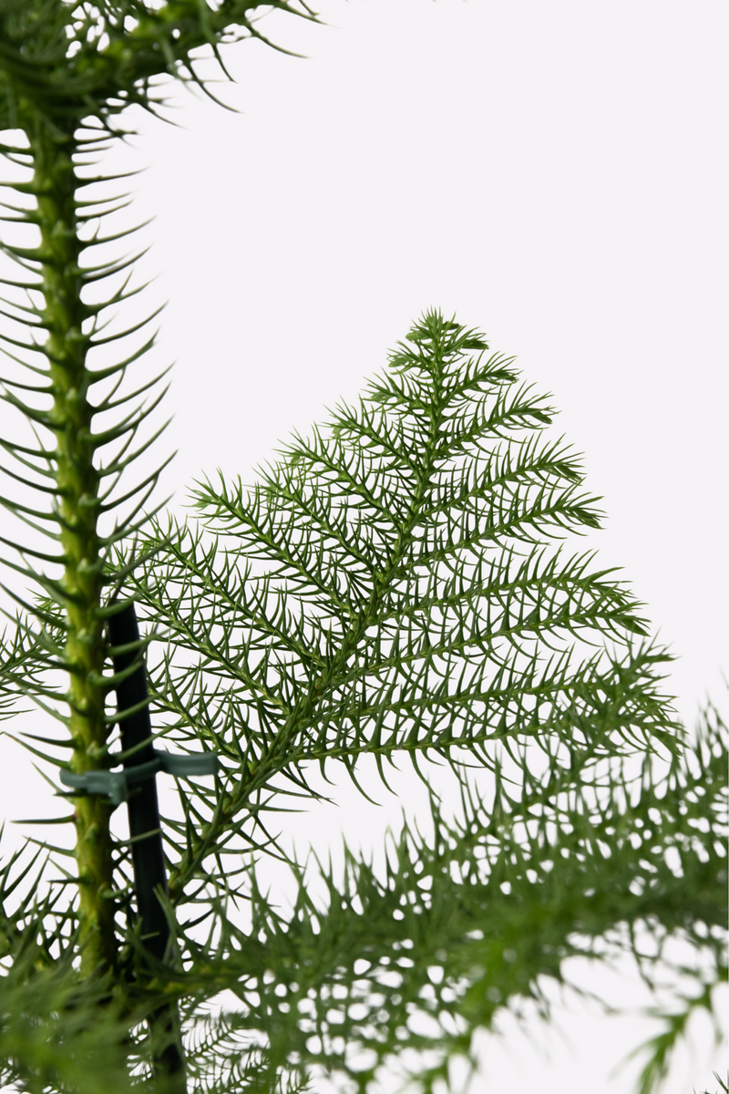 Araucaria ‘Pin De Norfolk’ En Panier – Plantes D’Intérieur