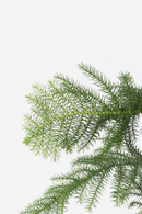 Araucaria ‘Pin De Norfolk’ Xl – Plantes D’Intérieur