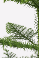 Araucaria ‘Pin De Norfolk’ En Panier – Plantes D’Intérieur