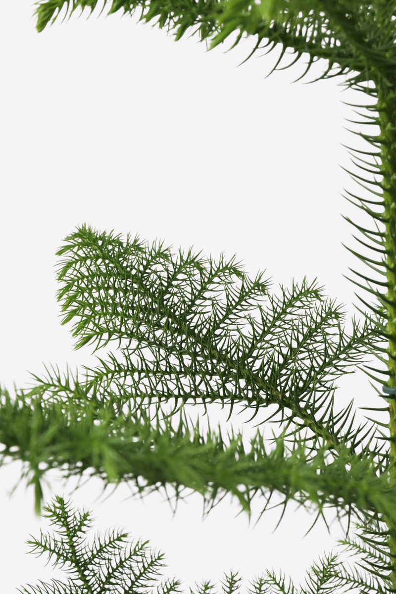 Araucaria ‘Pin De Norfolk’ En Panier – Plantes D’Intérieur