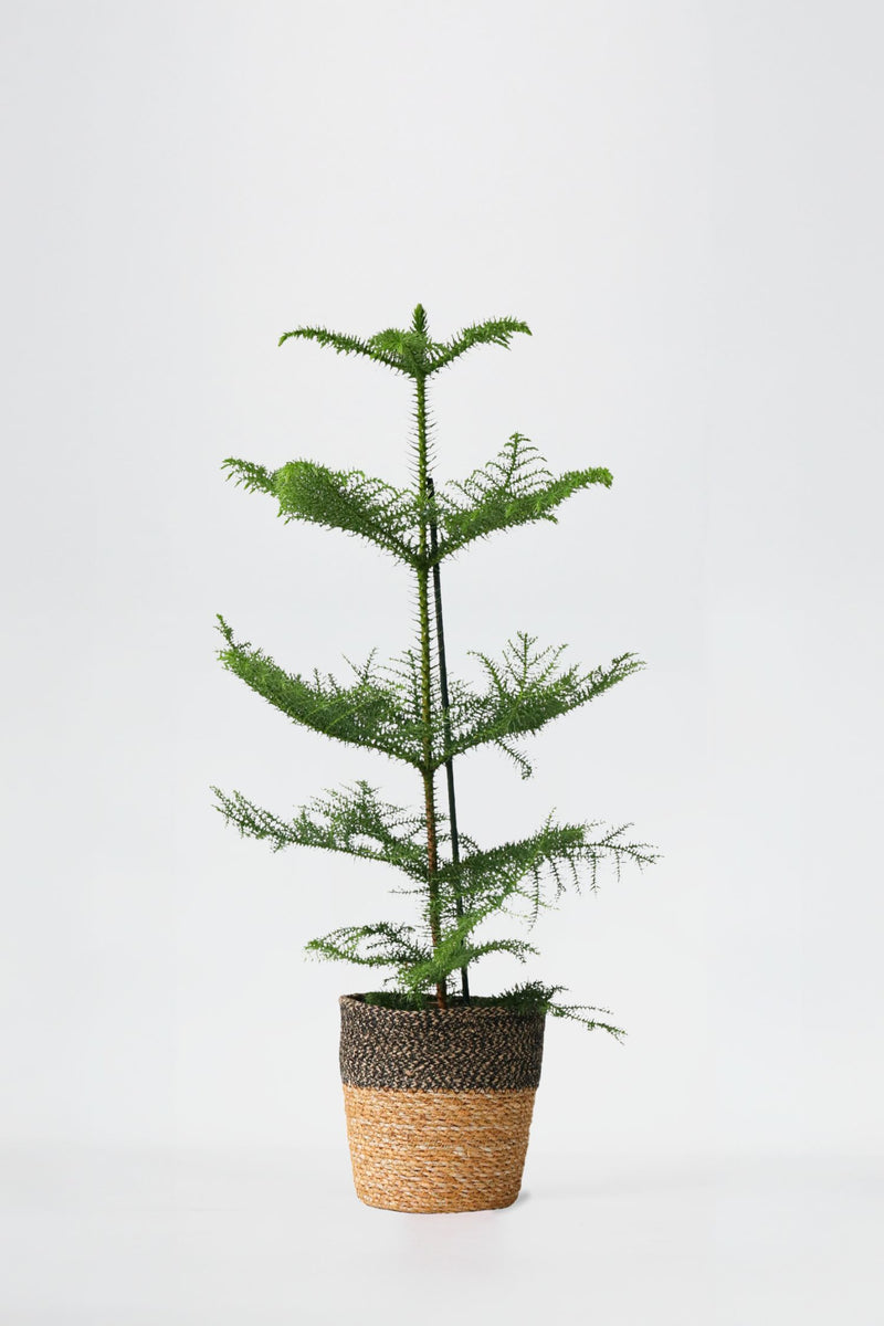 Araucaria ‘Pin De Norfolk’ En Panier – Plantes D’Intérieur