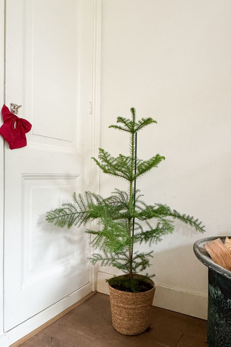 Araucaria ‘Pin De Norfolk’ Xl – Plantes D’Intérieur