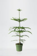 Araucaria ‘Pin De Norfolk’ Xl – Plantes D’Intérieur