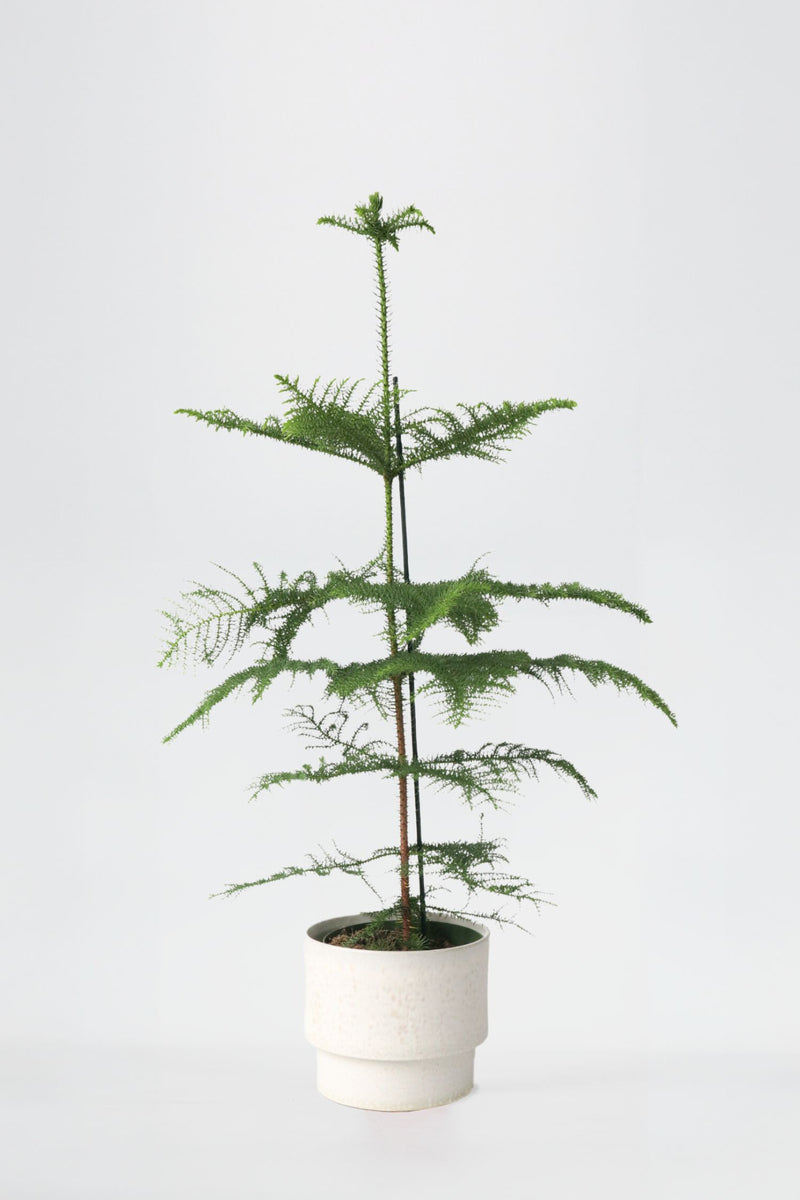 Araucaria ‘Pin De Norfolk’ Xl – Plantes D’Intérieur