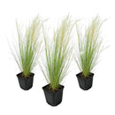 Lot De 3 Stipas Tenuissima Queues De Cheval