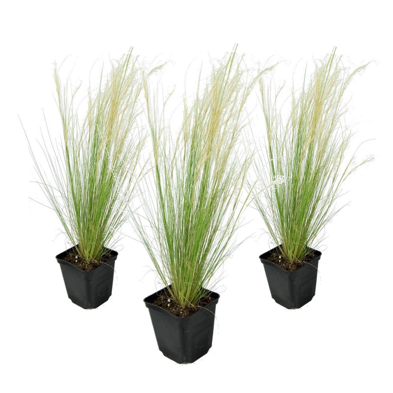 Lot De 3 Stipas Tenuissima Queues De Cheval