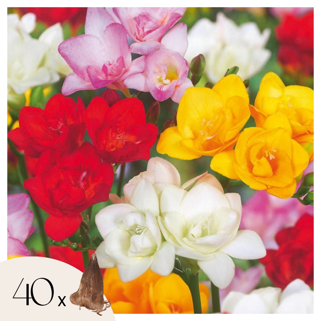 Double Freesia Mix of 40 – Outdoor Plant