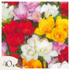 Double Freesia Mix of 40 – Outdoor Plant