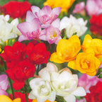 Double Freesia Mix of 40 – Outdoor Plant