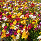 Double Freesia Mix of 40 – Outdoor Plant