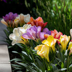 Double Freesia Mix of 40 – Outdoor Plant