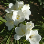 Double Freesia Mix of 40 – Outdoor Plant