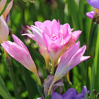 Double Freesia Mix of 40 – Outdoor Plant