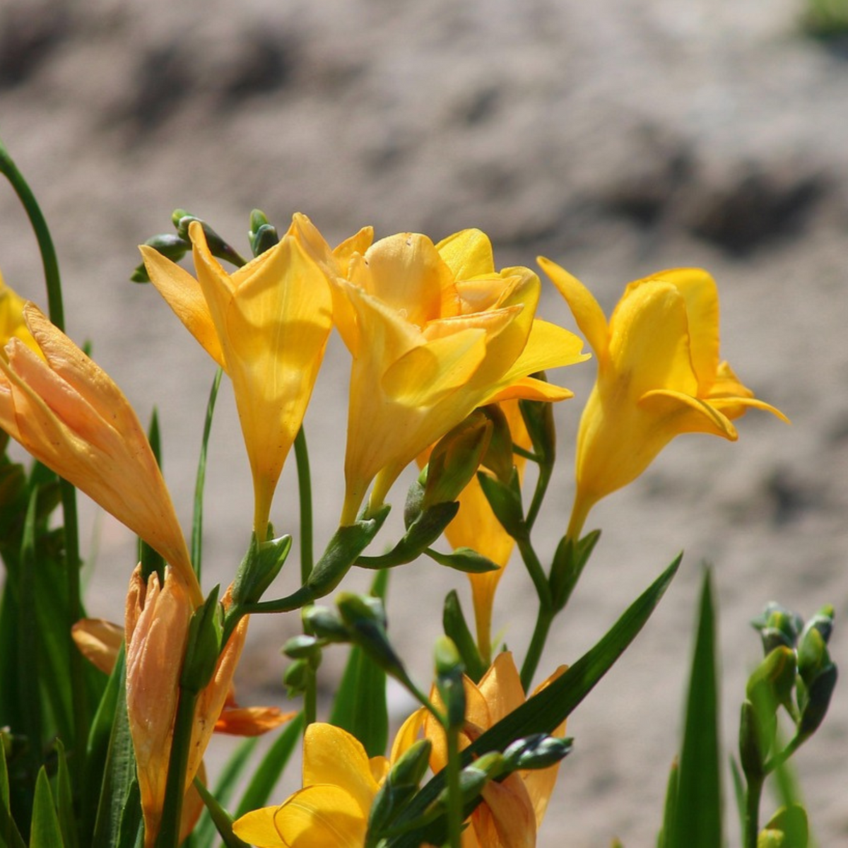 Double Freesia Mix of 40 – Outdoor Plant