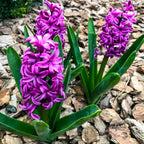 Lote de 10 jacintos Purple Voice – Planta de exterior