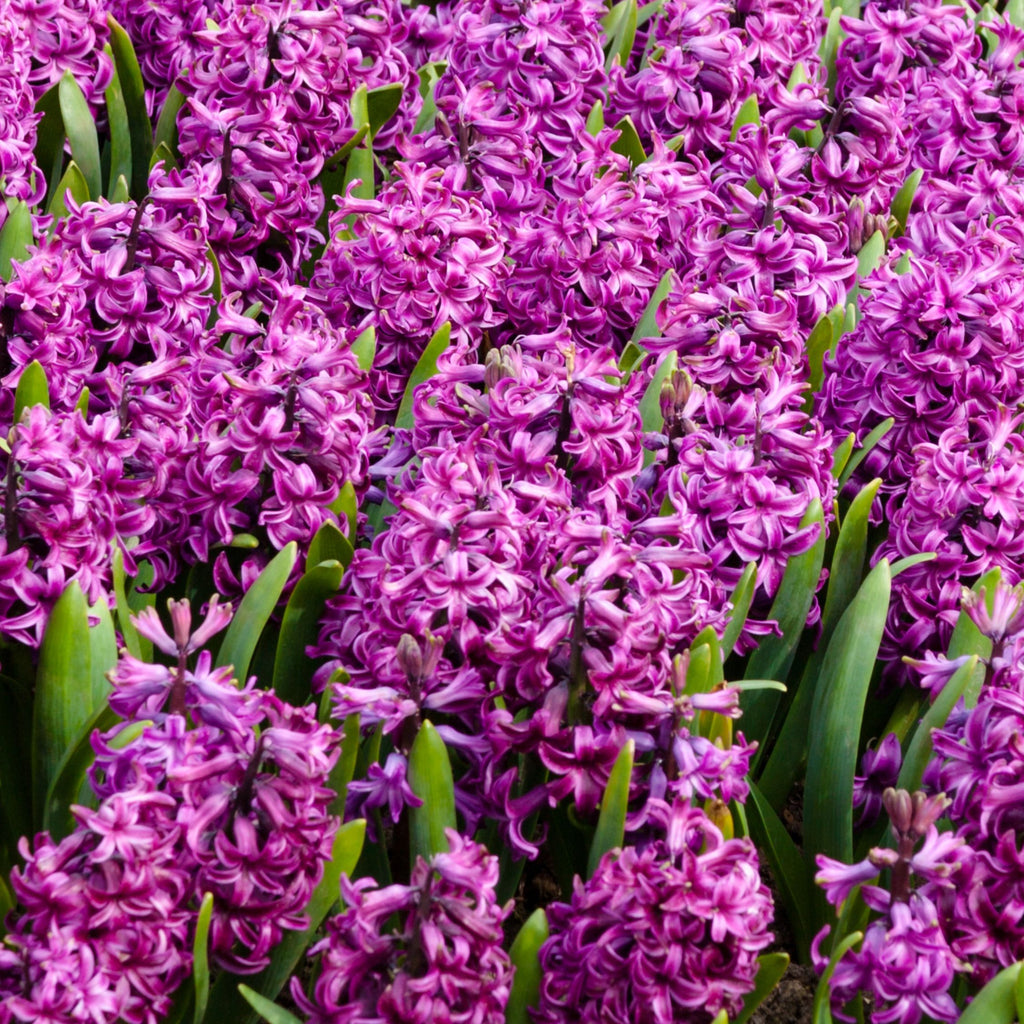 Lote de 10 jacintos Purple Voice – Planta de exterior