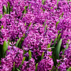 Lote de 10 jacintos Purple Voice – Planta de exterior