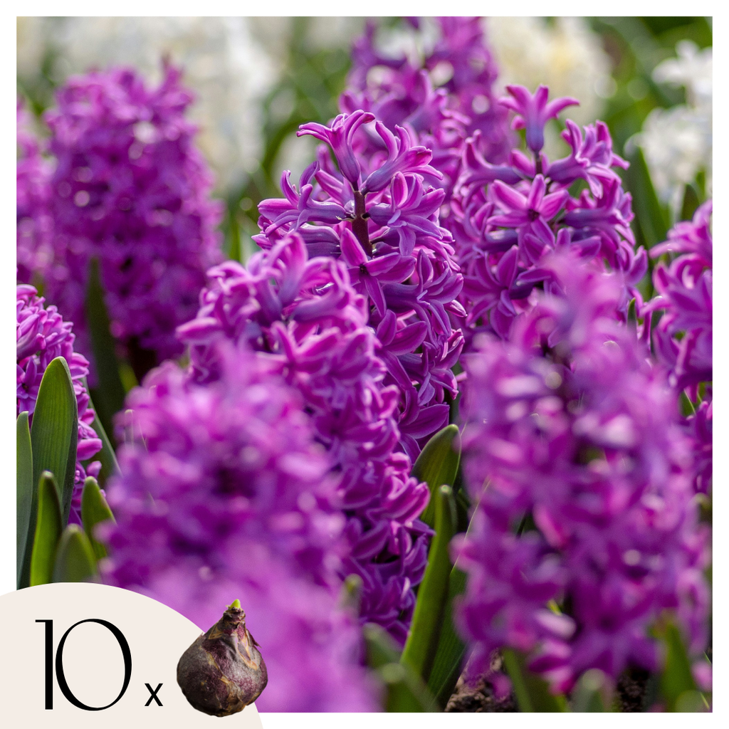 Lote de 10 jacintos Purple Voice – Planta de exterior