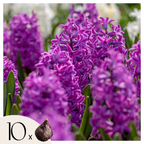 Lote de 10 jacintos Purple Voice – Planta de exterior