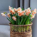 Lot De 10 Narcisses Apricot Whirl – Plante D'Extérieur