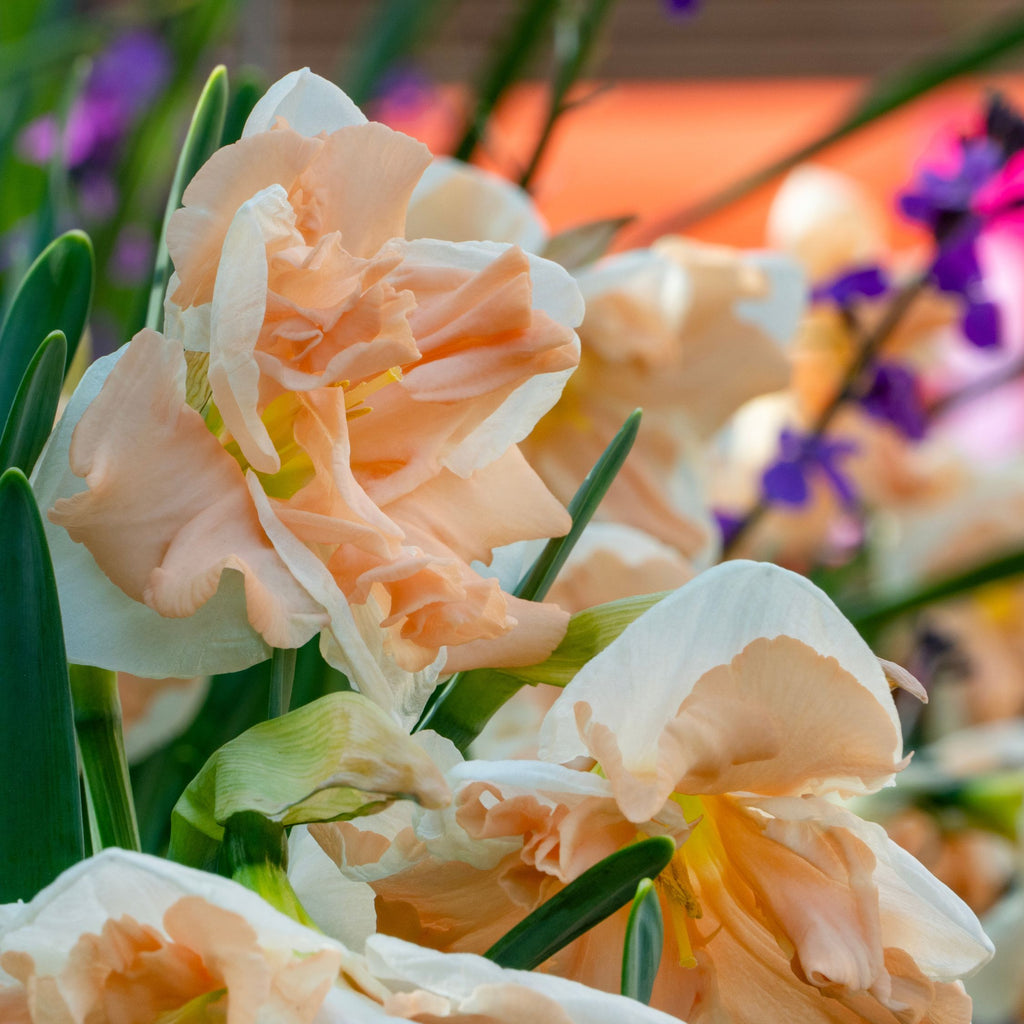 Lot De 10 Narcisses Apricot Whirl – Plante D'Extérieur
