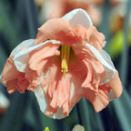 Lot De 10 Narcisses Apricot Whirl – Plante D'Extérieur