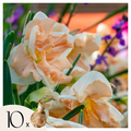 Lot De 10 Narcisses Apricot Whirl – Plante D'Extérieur