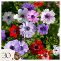 Mix of 30 De Caen Anemones – Outdoor Plant