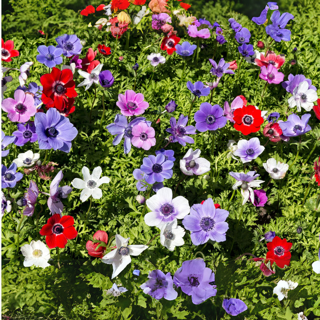 Mix of 30 De Caen Anemones – Outdoor Plant