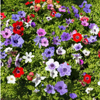 Mix of 30 De Caen Anemones – Outdoor Plant