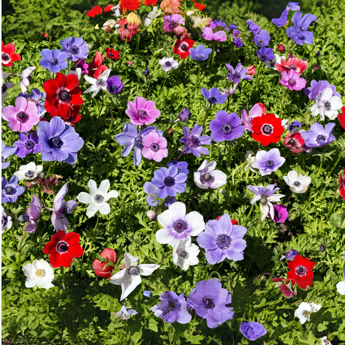 Mix of 30 De Caen Anemones – Outdoor Plant