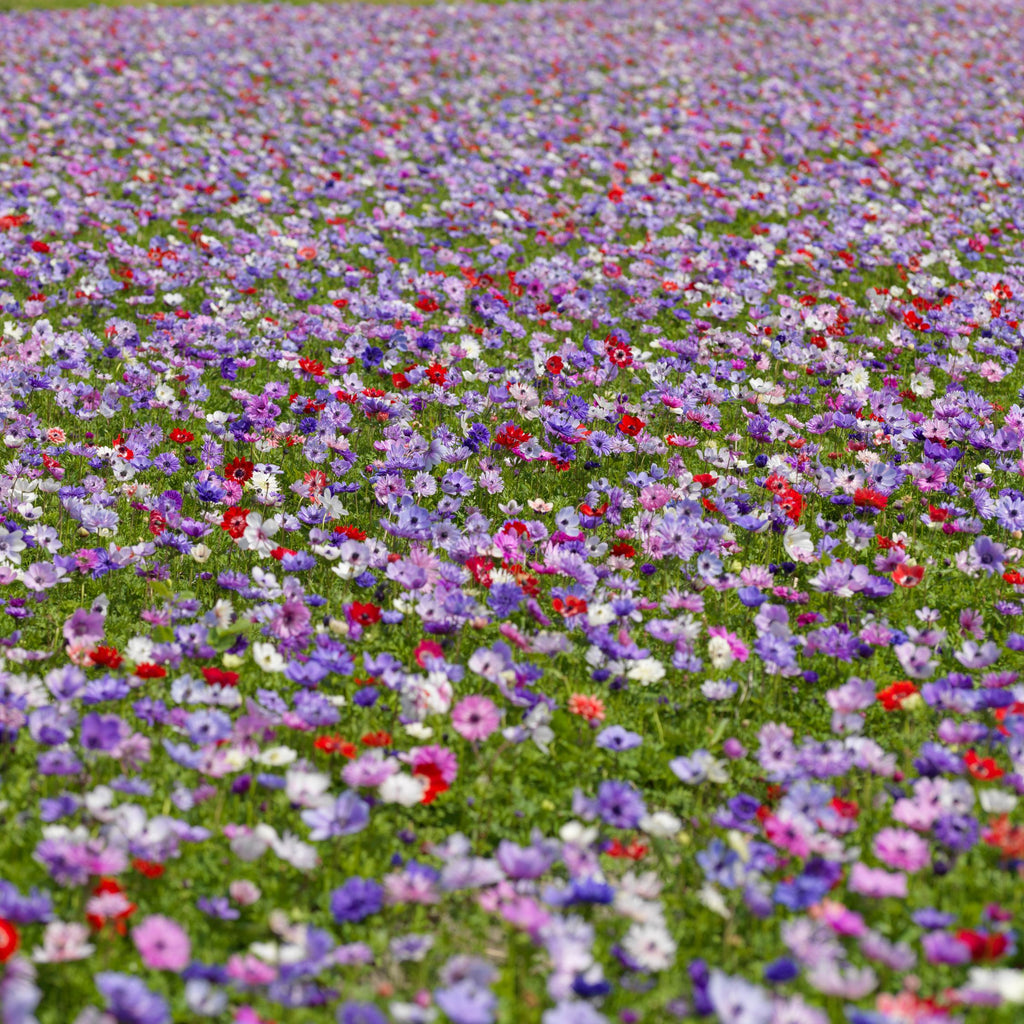 Mix of 30 De Caen Anemones – Outdoor Plant