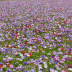 Mix of 30 De Caen Anemones – Outdoor Plant
