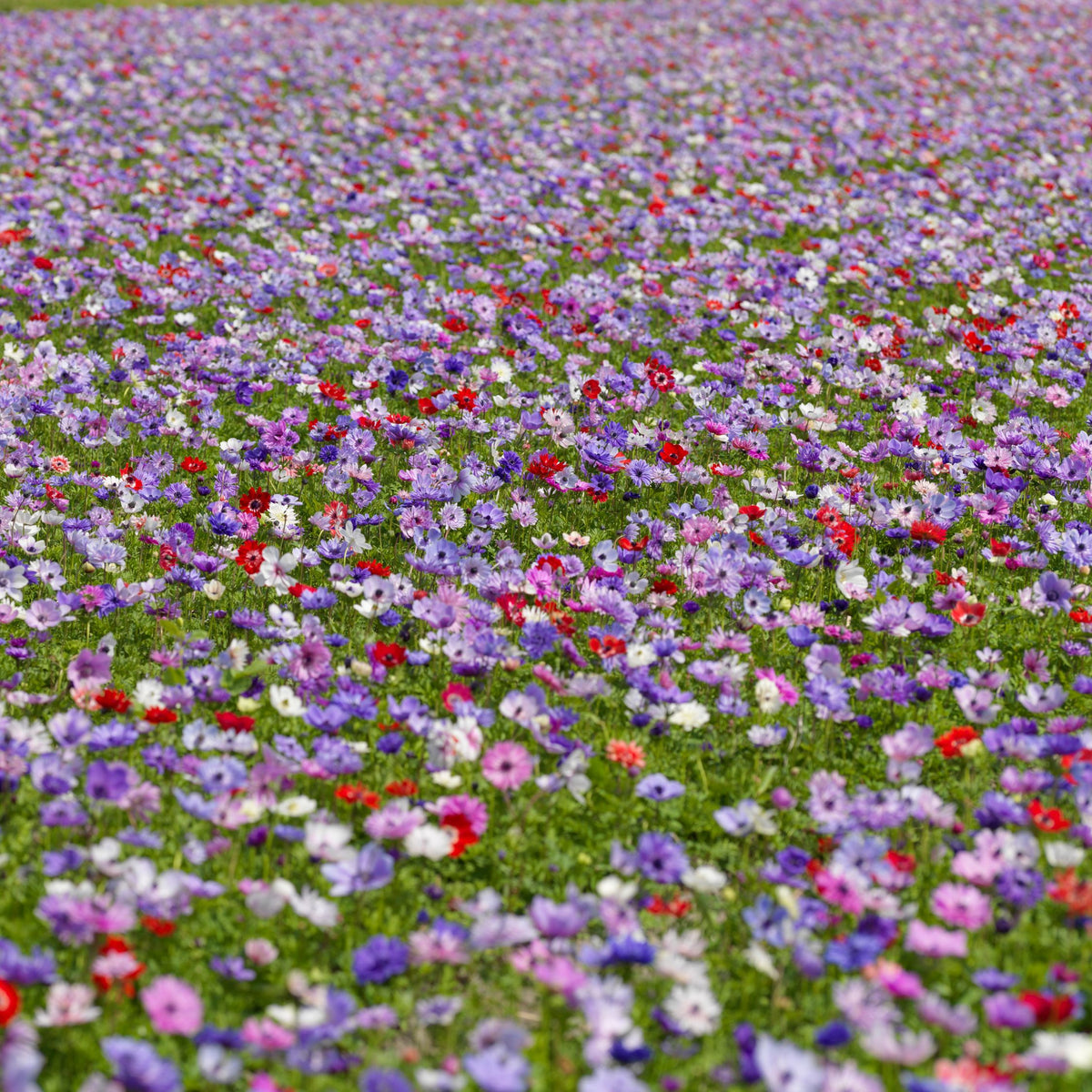 Mix of 30 De Caen Anemones – Outdoor Plant