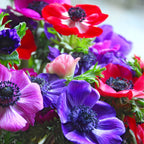 Mix of 30 De Caen Anemones – Outdoor Plant