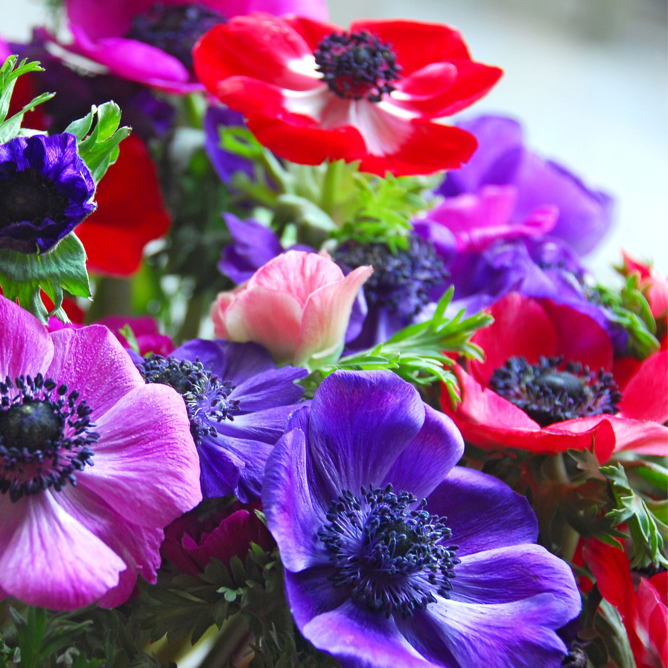 Mix of 30 De Caen Anemones – Outdoor Plant