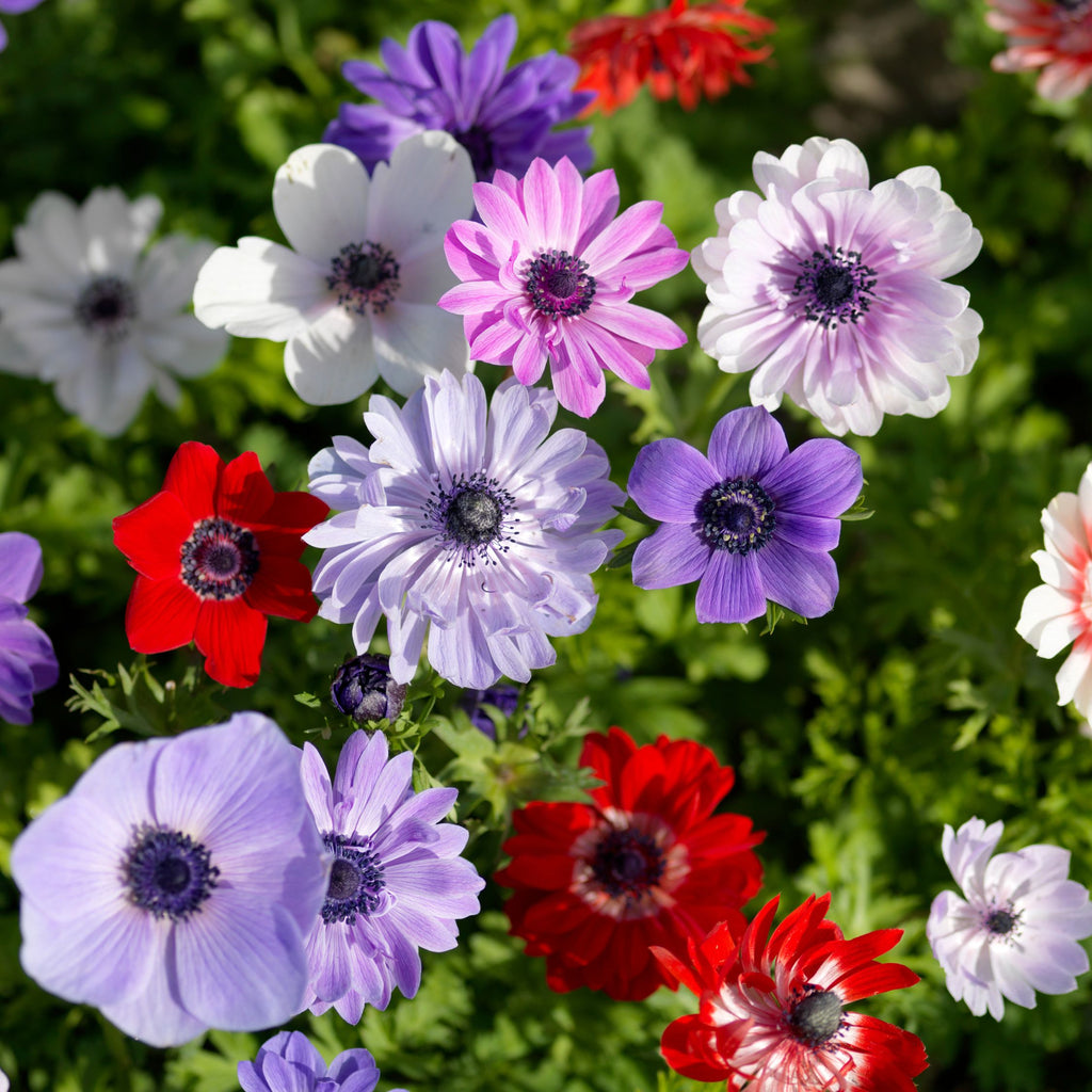 Mix of 30 De Caen Anemones – Outdoor Plant