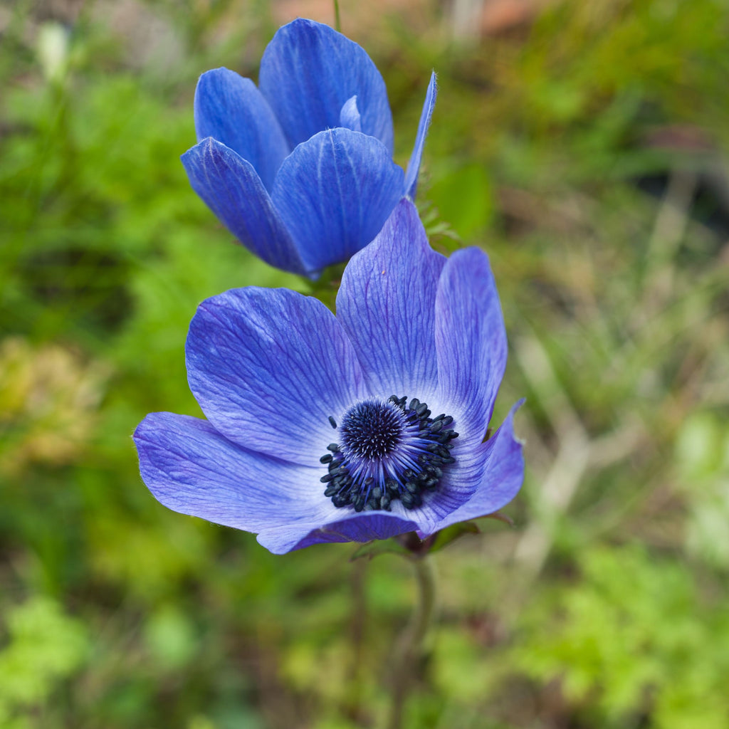 Mix of 30 De Caen Anemones – Outdoor Plant