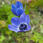 Mix of 30 De Caen Anemones – Outdoor Plant