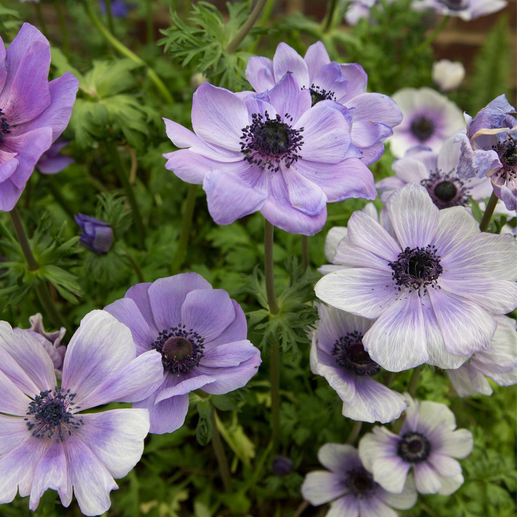 Mix of 30 De Caen Anemones – Outdoor Plant