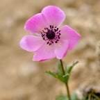 Mix of 30 De Caen Anemones – Outdoor Plant