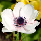 Mix of 30 De Caen Anemones – Outdoor Plant